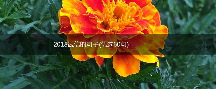 2018诚信的句子(优选60句),第1张