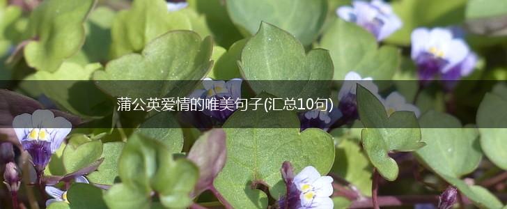 蒲公英爱情的唯美句子(汇总10句),第1张