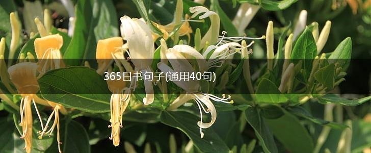 365日书句子(通用40句),第1张