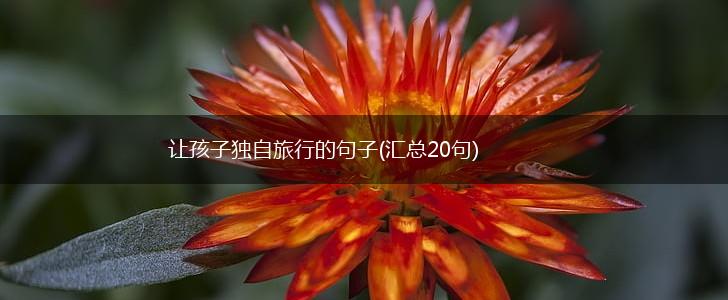 让孩子独自旅行的句子(汇总20句),第1张
