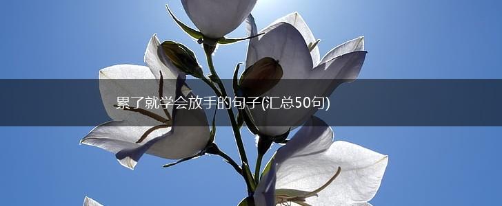 累了就学会放手的句子(汇总50句),第1张
