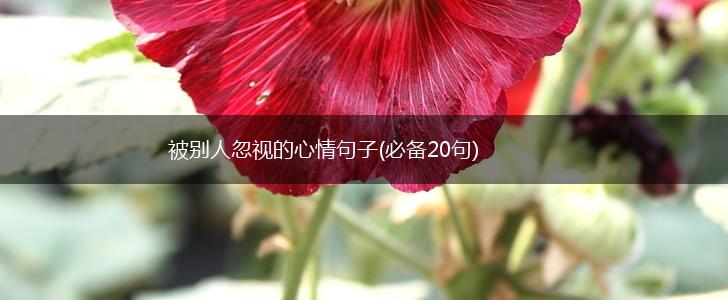被别人忽视的心情句子(必备20句),第1张