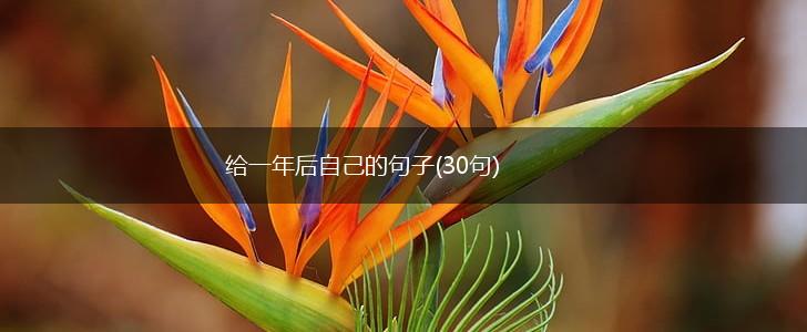给一年后自己的句子(30句),第1张
