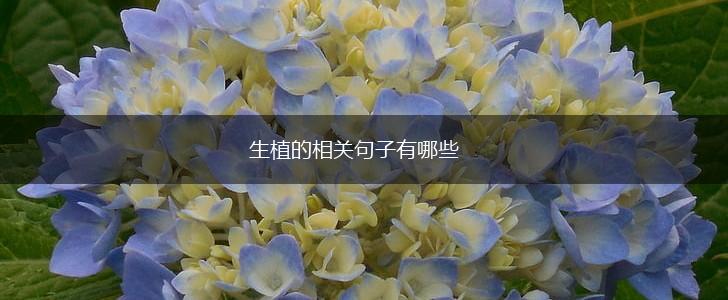 生植的相关句子有哪些,第1张
