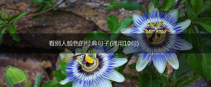看别人脸色的经典句子(通用10句),第1张