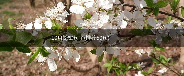 10月螃蟹句子(推荐60句),第1张