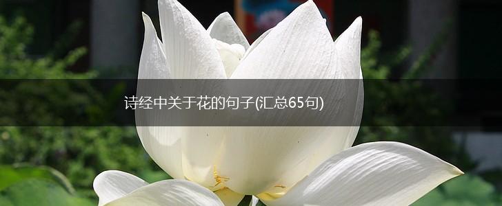 诗经中关于花的句子(汇总65句),第1张