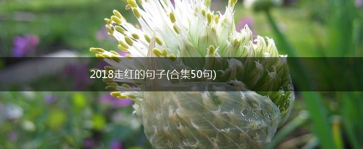 2018走红的句子(合集50句),第1张
