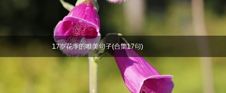 17岁花季的唯美句子(合集17句),第1张