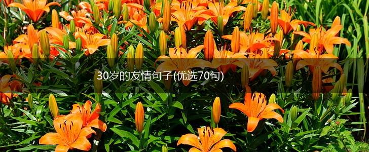 30岁的友情句子(优选70句),第1张