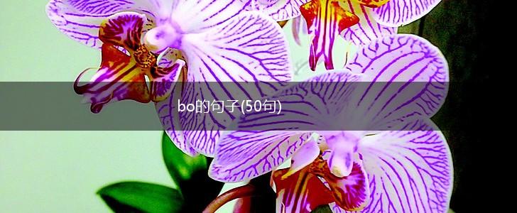 bo的句子(50句),第1张