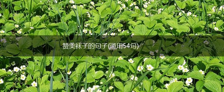 赞美袜子的句子(通用54句),第1张