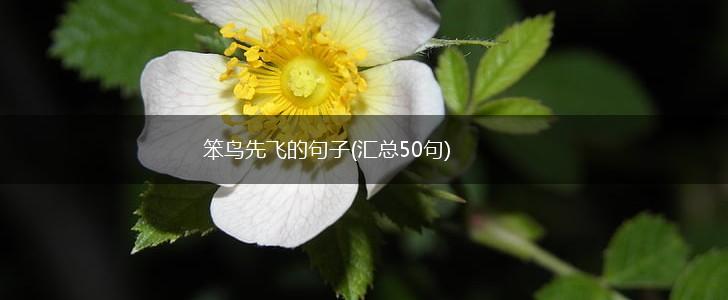 笨鸟先飞的句子(汇总50句),第1张