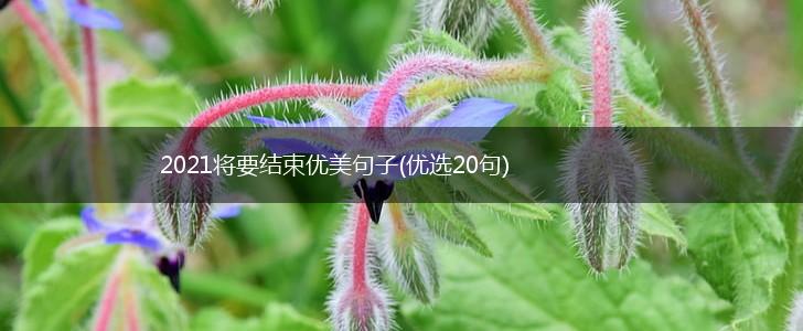 2021将要结束优美句子(优选20句),第1张