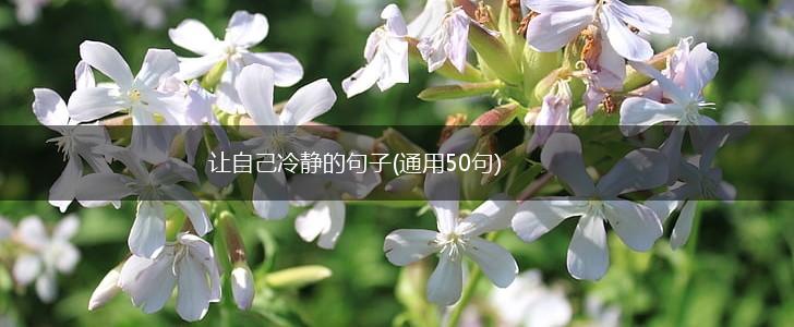 让自己冷静的句子(通用50句),第1张