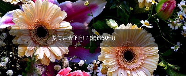 赞美月光的句子(精选50句),第1张