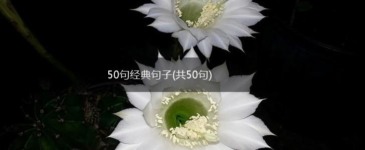 50句经典句子(共50句),第1张