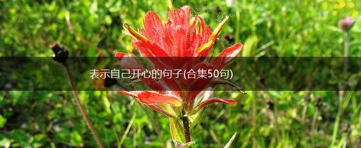 表示自己开心的句子(合集50句),第1张