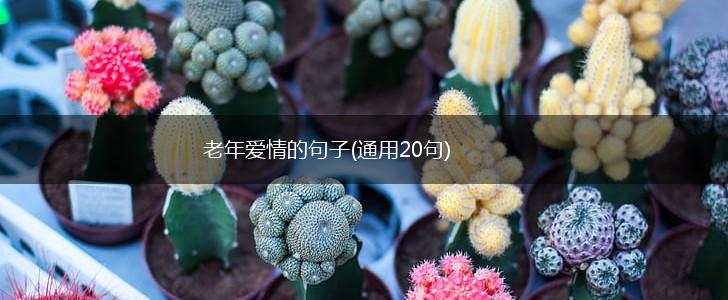 老年爱情的句子(通用20句),第1张