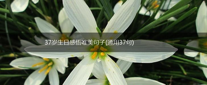 37岁生日感悟唯美句子(通用37句),第1张