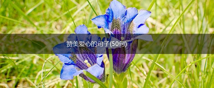赞美爱心的句子(50句),第1张