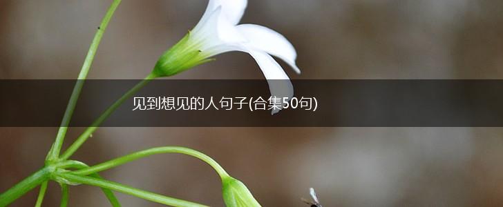 见到想见的人句子(合集50句),第1张