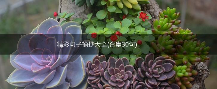 精彩句子摘抄大全(合集30句),第1张