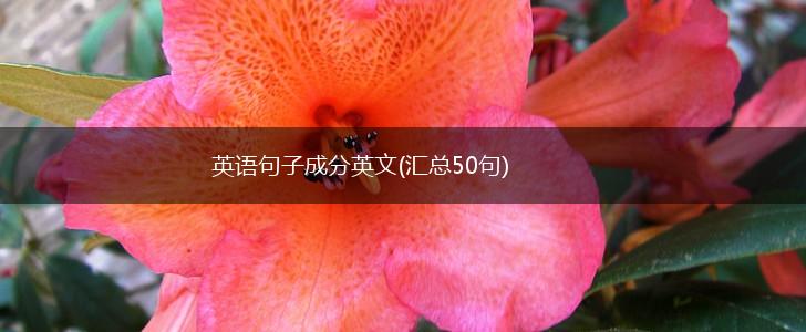 英语句子成分英文(汇总50句),第1张