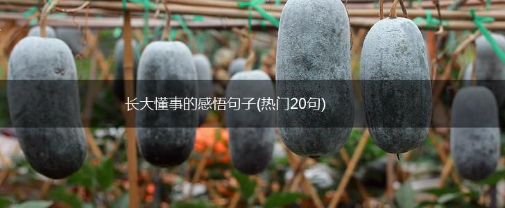 长大懂事的感悟句子(热门20句),第1张