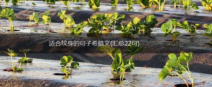 适合纹身的句子希腊文(汇总22句),第1张