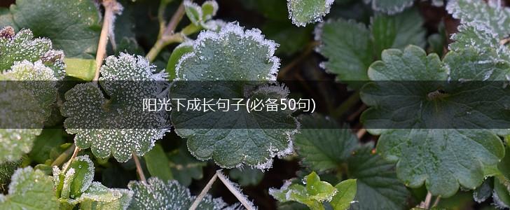 阳光下成长句子(必备50句),第1张