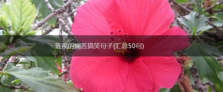 近视的痛苦搞笑句子(汇总50句),第1张