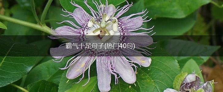 霸气十足句子(热门40句),第1张