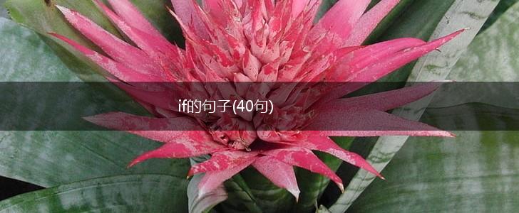 if的句子(40句),第1张