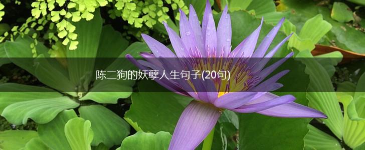 陈二狗的妖孽人生句子(20句),第1张