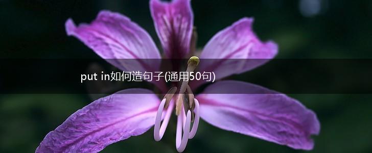 put in如何造句子(通用50句),第1张