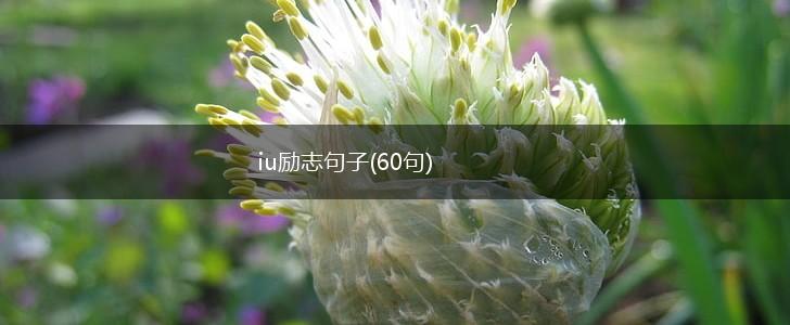 iu励志句子(60句),第1张