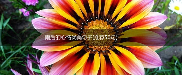 雨后的心情优美句子(推荐50句),第1张