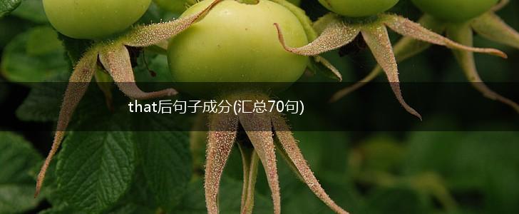 that后句子成分(汇总70句),第1张