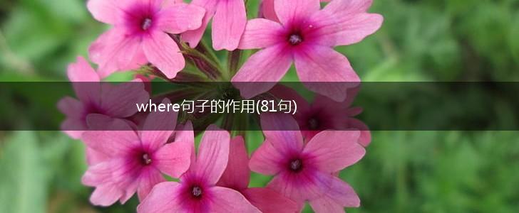 where句子的作用(81句),第1张