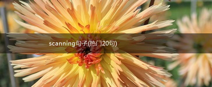 scanning句子(热门20句),第1张