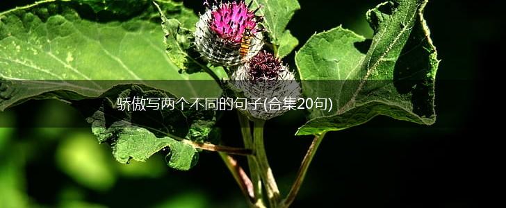 骄傲写两个不同的句子(合集20句),第1张