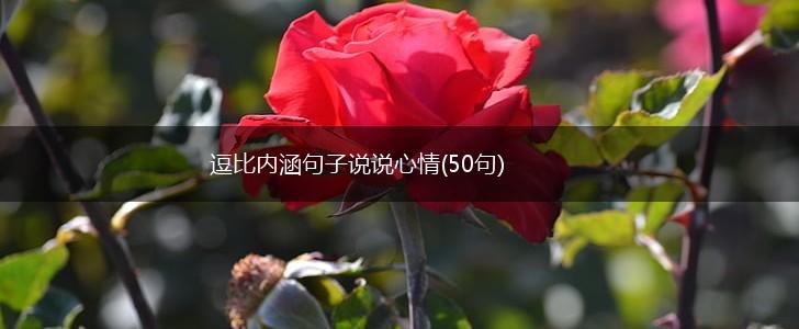 逗比内涵句子说说心情(50句),第1张