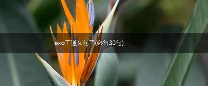 exo王道文句子(必备30句),第1张