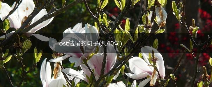 ost结尾的句子(共40句),第1张