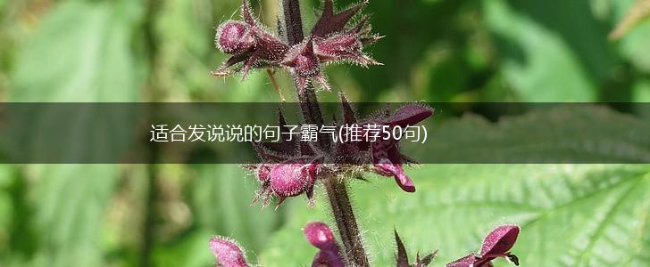 适合发说说的句子霸气(推荐50句),第1张