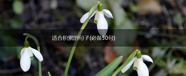 适合积累的句子(必备50句),第1张