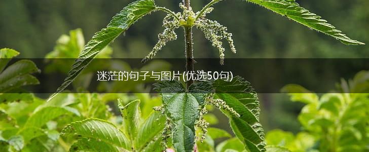 迷茫的句子与图片(优选50句),第1张
