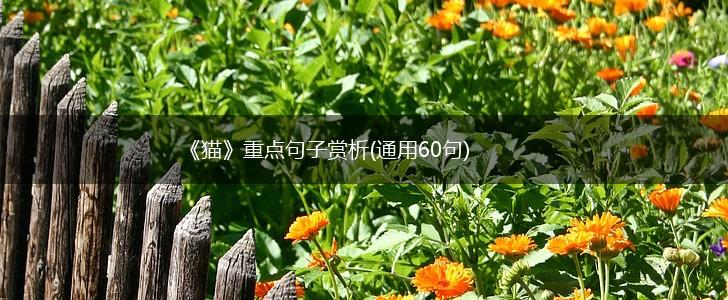 《猫》重点句子赏析(通用60句),第1张