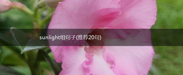 sunlight组句子(推荐20句),第1张